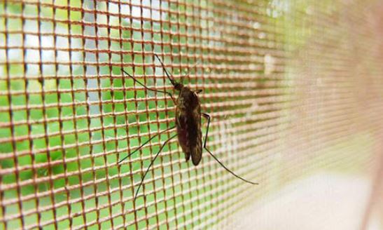 Mối nguy hiểm từ những con muỗi đối với gia đình bạn và lợi ích của cửa lưới chống muỗi